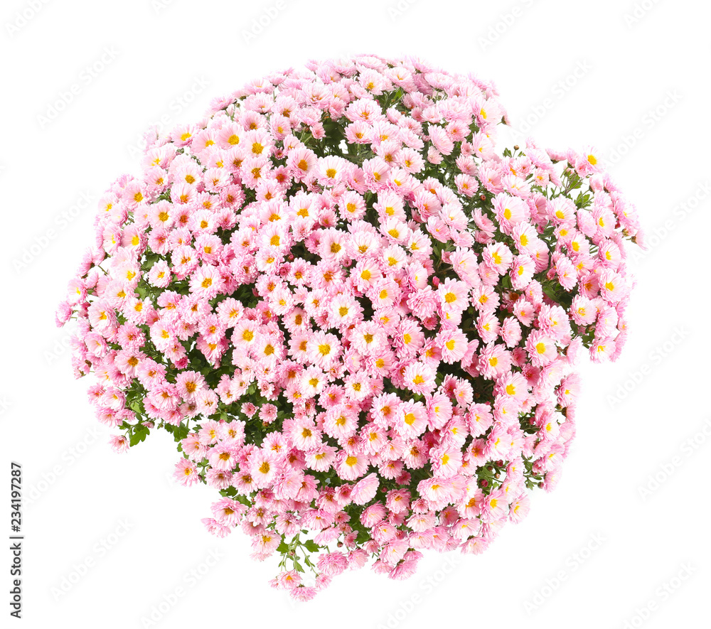 Obraz premium Bunch of beautiful chrysanthemum flowers on white background, top view