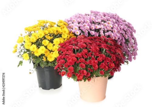 Quadro em tela Pots with beautiful colorful chrysanthemum flowers on white background