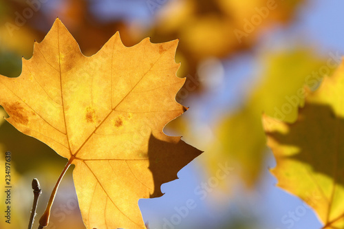 yellow sycamore tree leaves on blue sky background