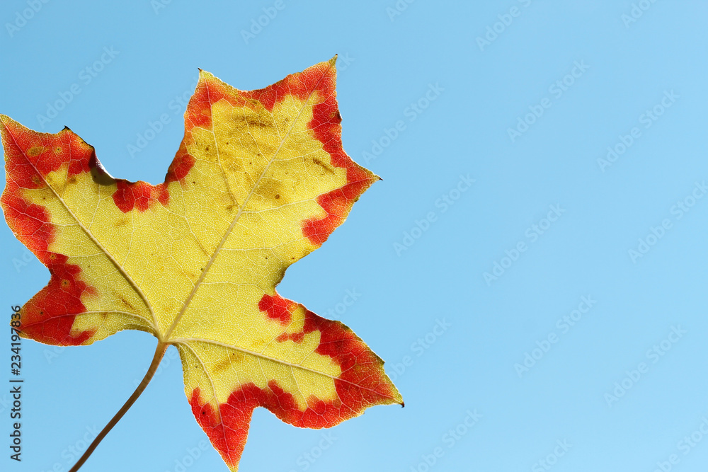 red and yellow maple leaf on blue sky background red and yellow maple leaf on blue sky background