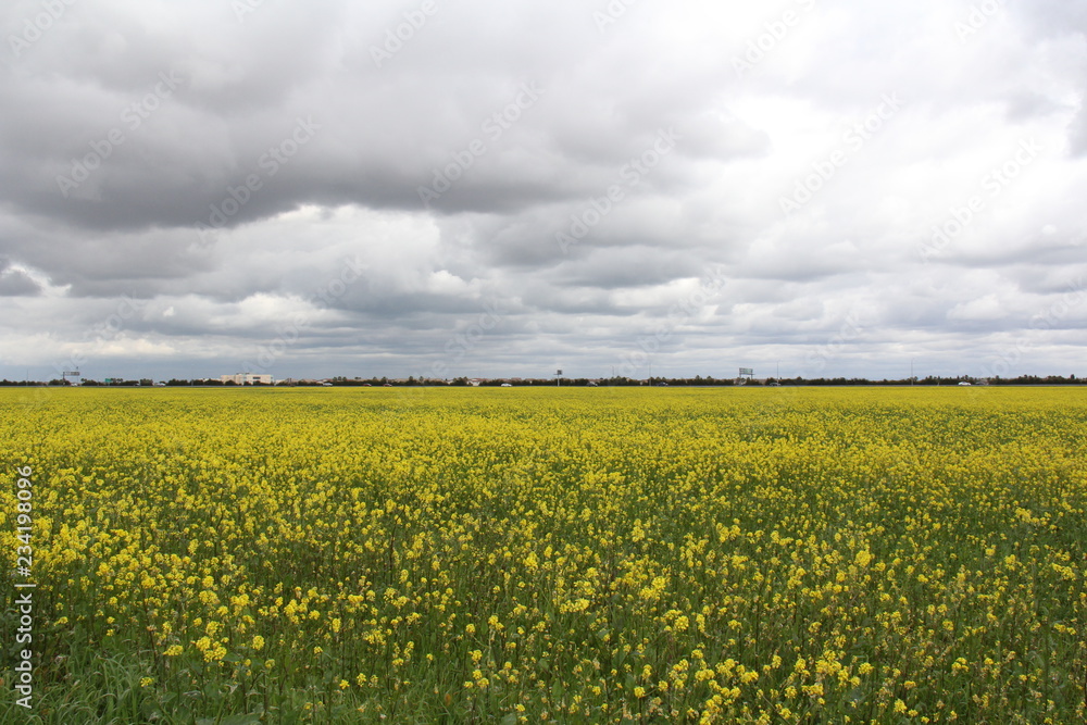 yellow field 