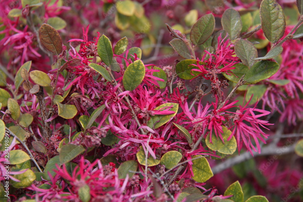 Obraz premium flowers in the garden