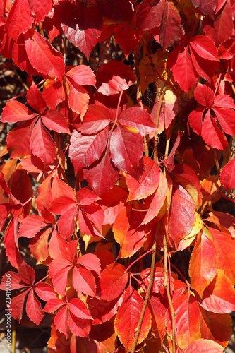 red creeper leaves wall in autumn 