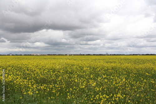 yellow field 