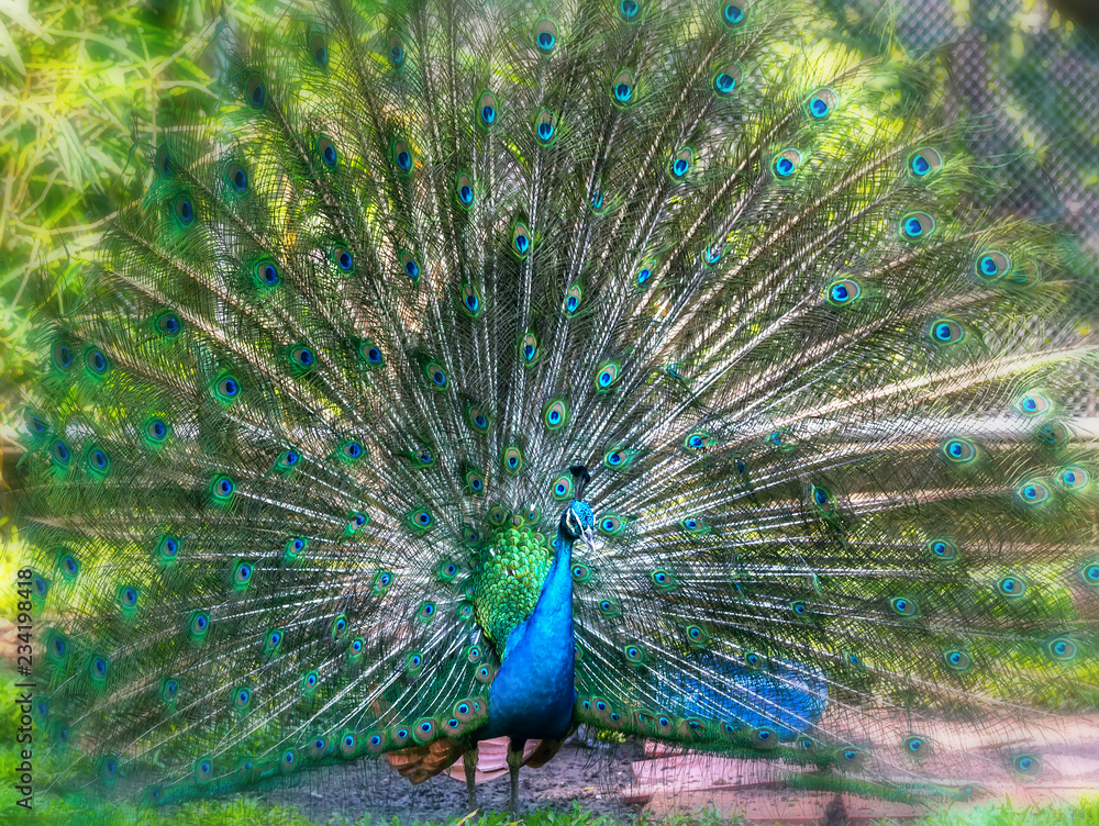 Obraz premium Peacock in the wildlife sanctuary. The males have long shiny green feathers, each with feathers in green, red, bronze, and brown, when tail dance spreads out to form nanotubes to attract females.