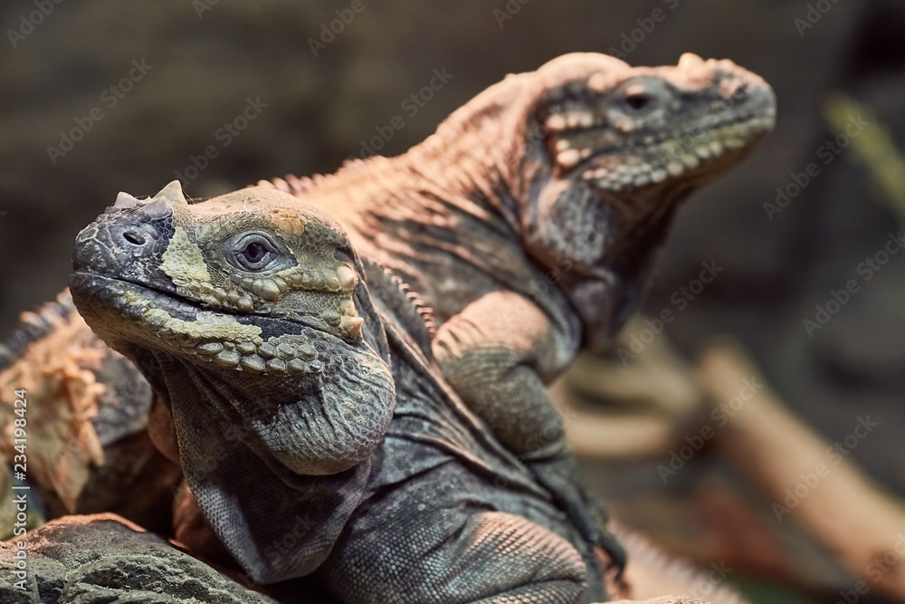 Obraz premium Iguana resting position