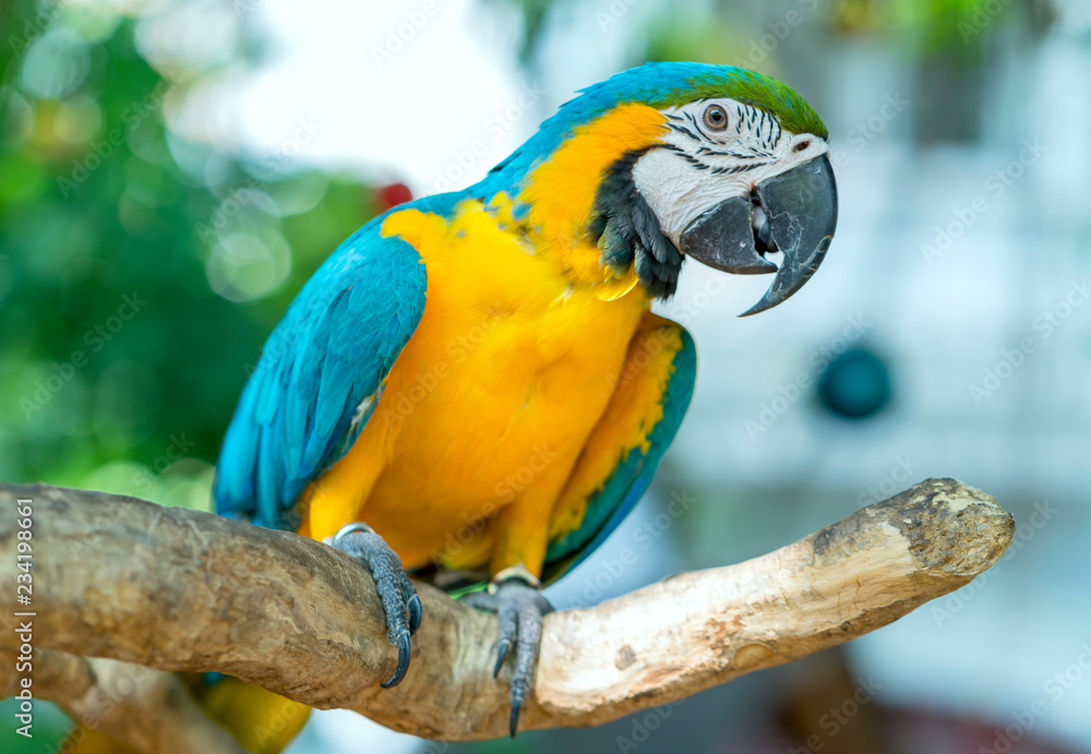 Obraz premium Portrait colorful Macaw parrot on a branch. This is a bird that is domesticated and raised in the home as a friend
