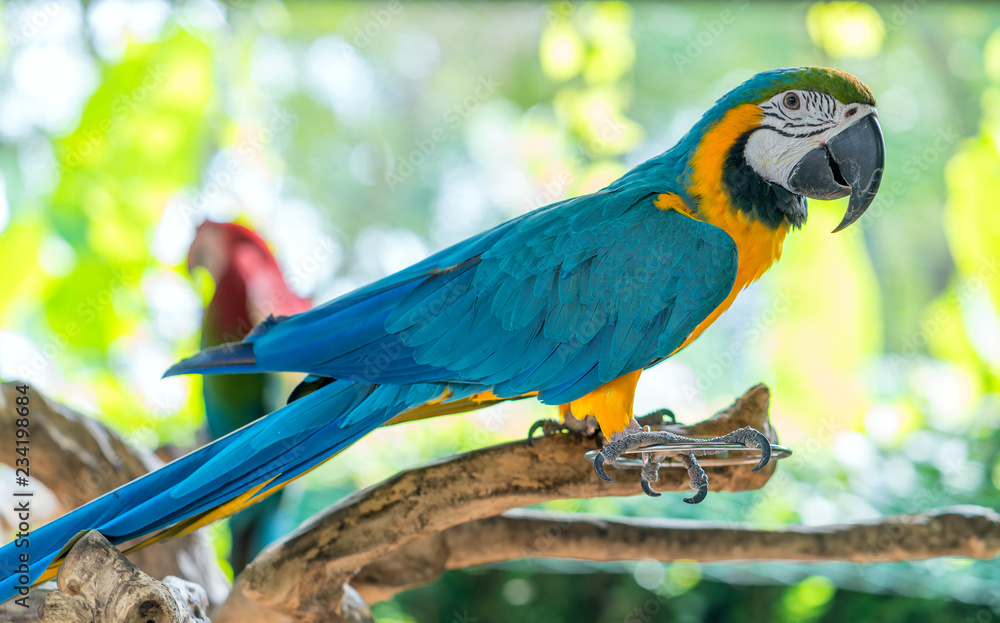 Obraz premium Portrait colorful Macaw parrot on a branch. This is a bird that is domesticated and raised in the home as a friend