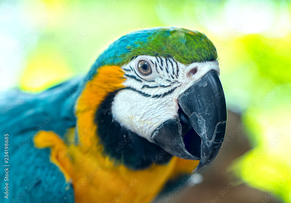 Obraz premium Portrait colorful Macaw parrot on a branch. This is a bird that is domesticated and raised in the home as a friend