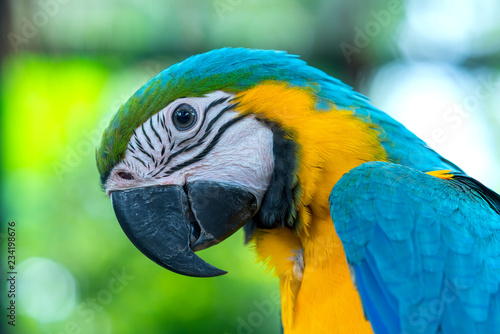 Portrait colorful Macaw parrot on a branch. This is a bird that is domesticated and raised in the home as a friend