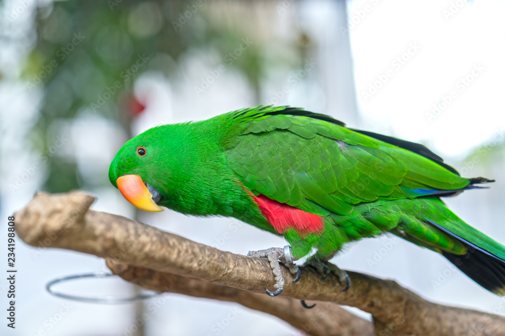 Obraz premium Portrait of Green eclectus parrot or Alexandrine Parakeet in the reserve. This is a bird that is domesticated and raised in the home as a friend