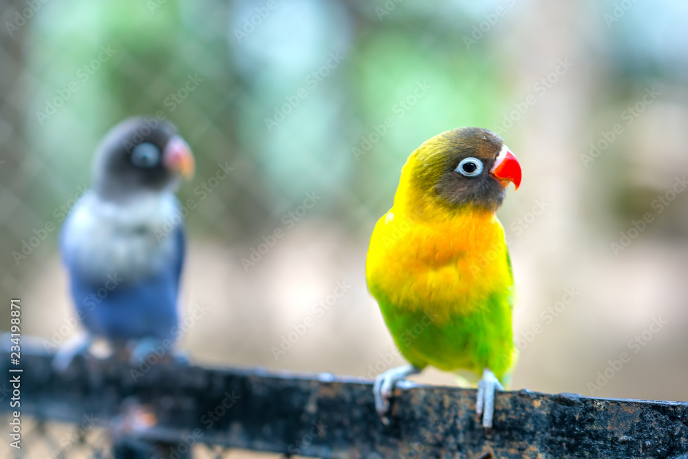 Obraz premium Papugi Lovebird siedzą razem. Ten ptak żyje w lesie i jest udomowiony dla zwierząt domowych