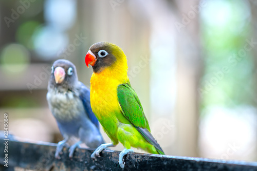 Lovebird parrots sitting together. This birds lives in the forest and is domesticated to domestic animals