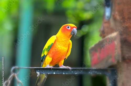 The colorful parrot is relaxing on the fence. This lovebird lives in the forest and is domesticated to domestic animals