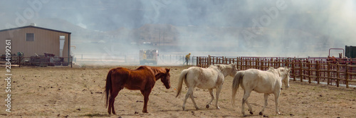 Saving Horses from a Wildfire