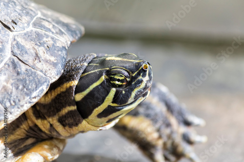Details of a Turtle