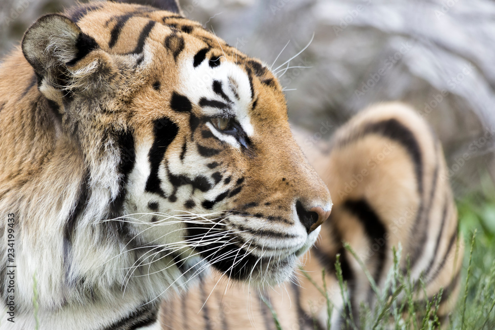 Fototapeta premium The Portrait of a Tiger