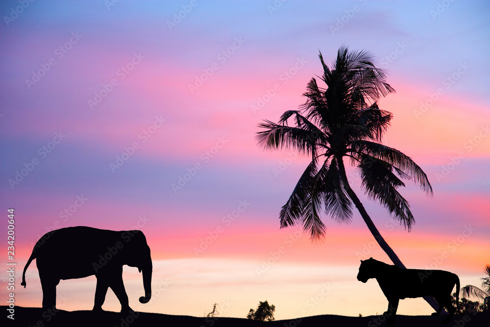 Elephants and tigers are walking home On the day the sun goes down, the colors are beautiful. Black silhouette Elephants and tigers are walking home On the day the sun goes down, the colors are beautiful. Black silhouette