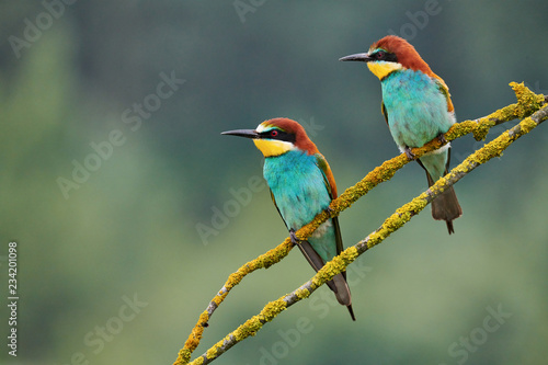 Two beautiful European bee-eaters (Merops apiaster)