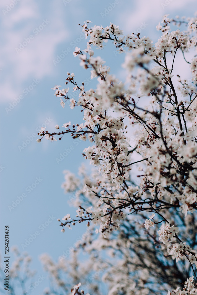 White flowering cherry blossoms on tree in spring White flowering cherry blossoms on tree in spring