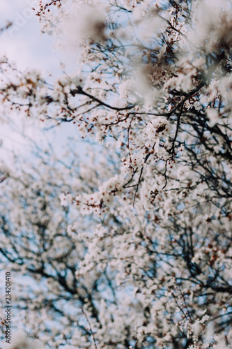 White flowering cherry blossoms on tree in spring