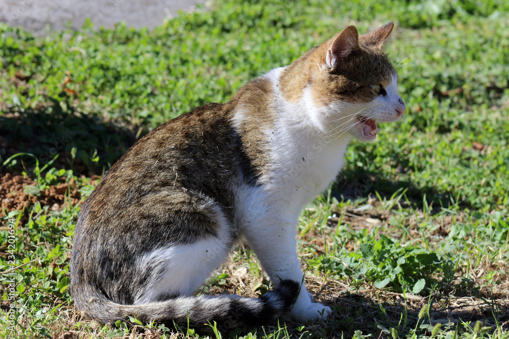 Fototapeta premium Funny domestic cat