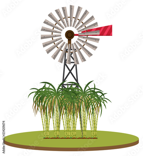 Isolated sugarcane plant on white background