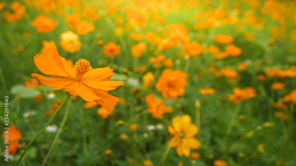 Yellow, Orange flower garden on natural green meadow grass background. sunny day. Yellow, Orange flower garden on natural green meadow grass background. sunny day.