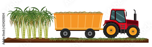 Isolated sugarcane plant agriculture