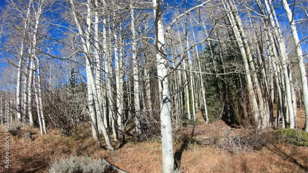 Driving by aspen trees in late fall Driving by aspen trees in late fall