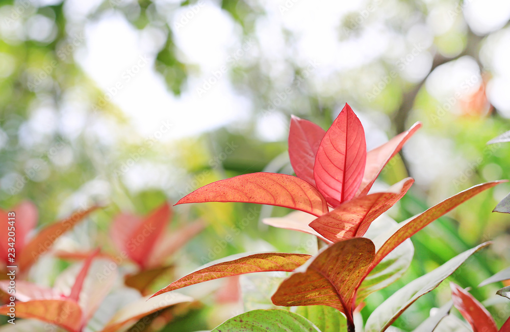 Obraz premium Blindness tree's leaf(Excoecaria cochinchinensis) on blurred background in the summer garden.