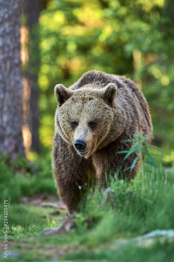 Brown bear walking in the taiga Brown bear walking in the taiga