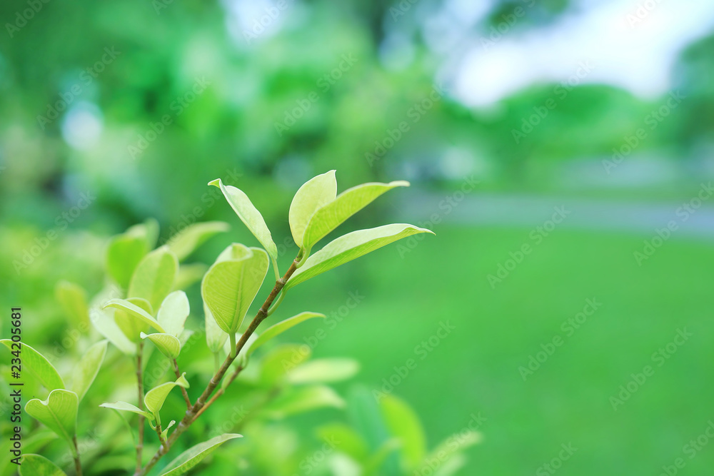 Fresh green tree leaf on blurred background in the summer garden. Close-up nature leaves in field for use in web design or wallpaper.