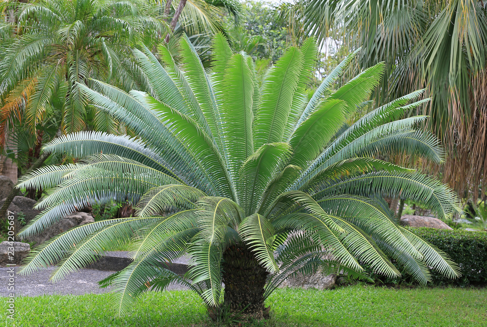 Fototapeta premium Gum palm or giant dioon (Dioon spinulosum Dyer) the tropical cycad palm plant on green garden.