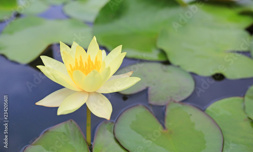 Beautiful Yellow Lotus flower in pond, Close-up Water lily and leaf in nature.