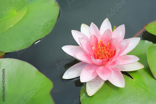 Beautiful pink Lotus flower in pond  Close-up Water lily and leaf in nature.