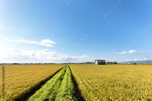 北海道美瑛の風景