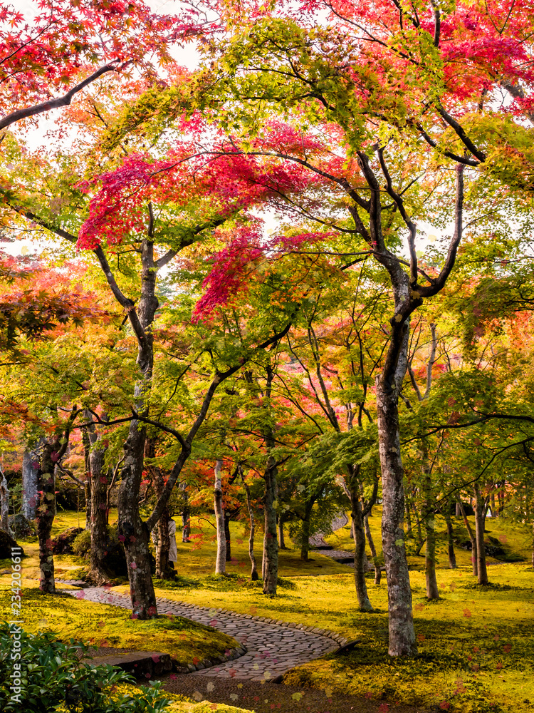Beautiful autumn scene at Toyko, Japan