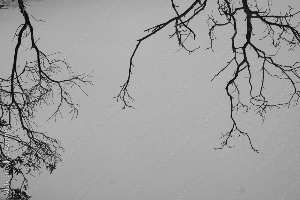 Obraz premium Dead Tree and Sky