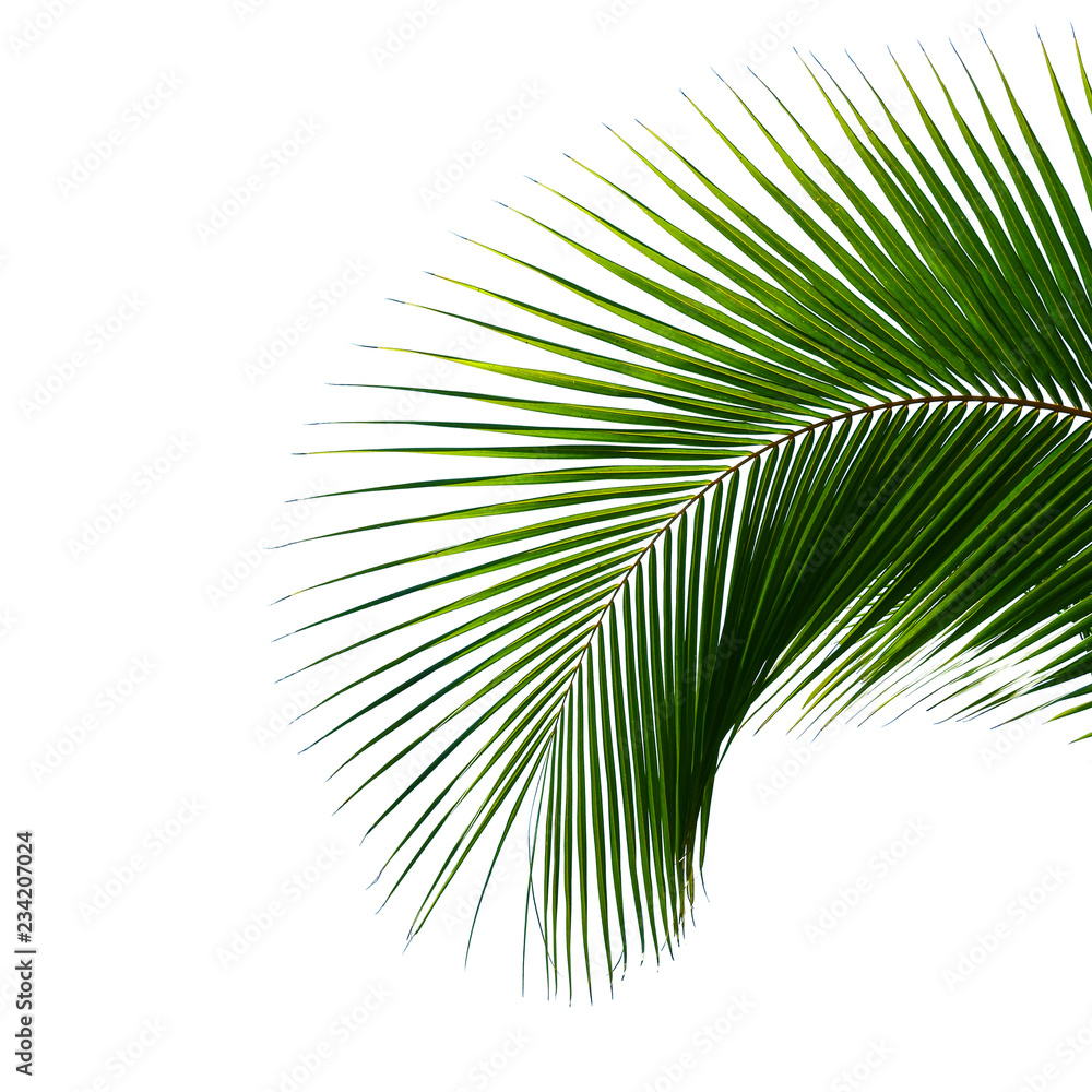 Obraz premium coconut palm leaf isolated on white background