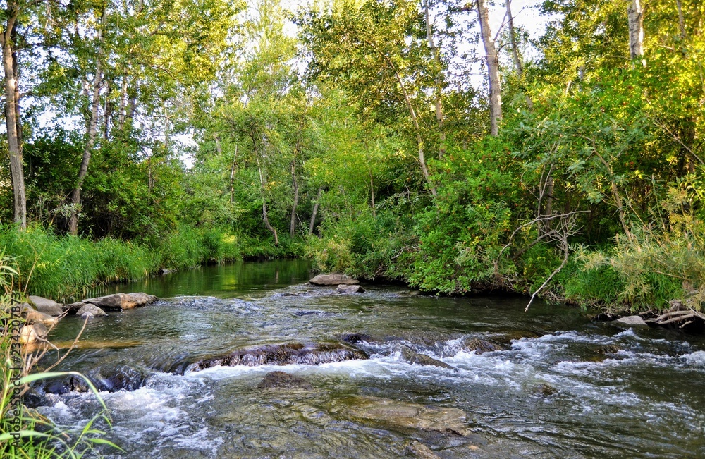 river in forest river in forest
