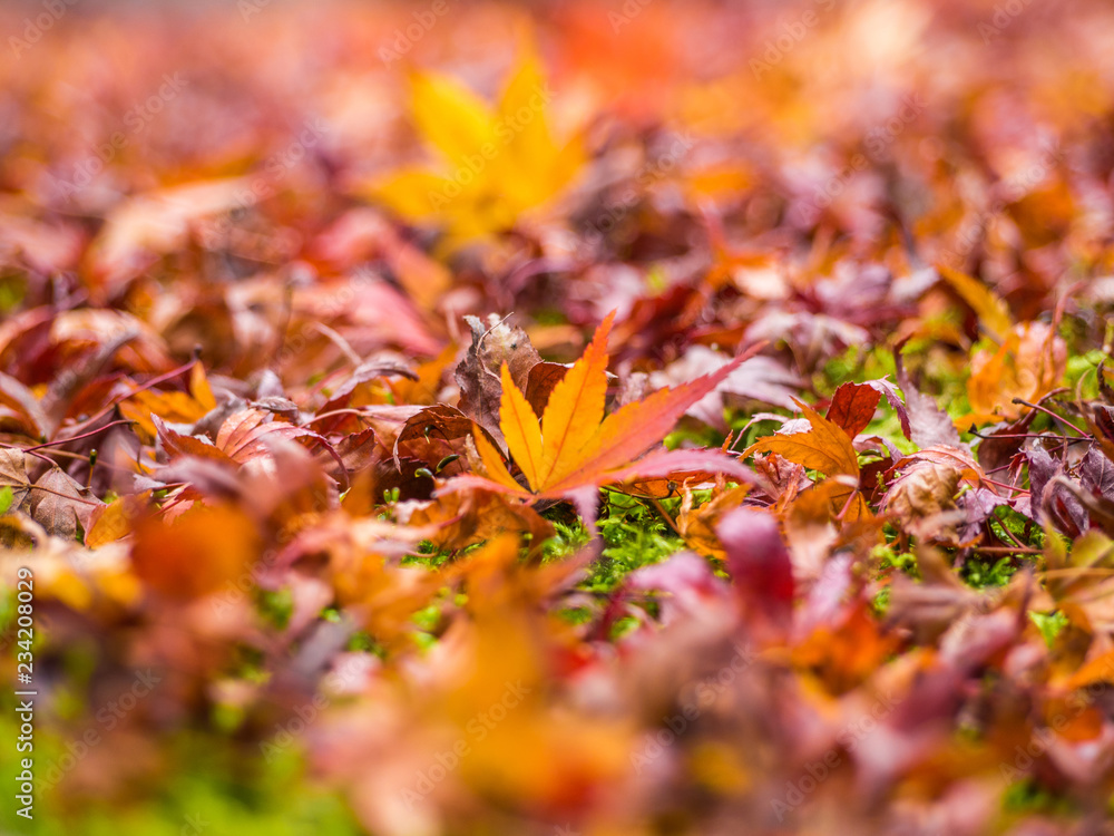 Colorful maple leaf in the park when autumn season. Colorful maple leaf in the park when autumn season.