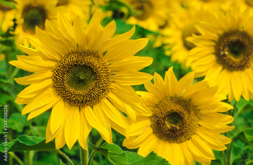 Sunflowers (Helianthus)