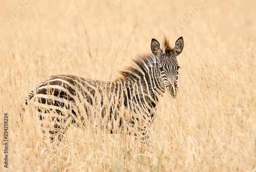 Young zebra in the grass