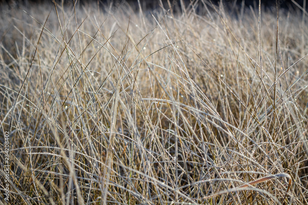 Fototapeta premium Dry grass covered with frost on a frosty morning, cold snap