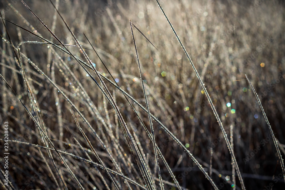 Fototapeta premium Dry grass covered with frost on a frosty morning, cold snap