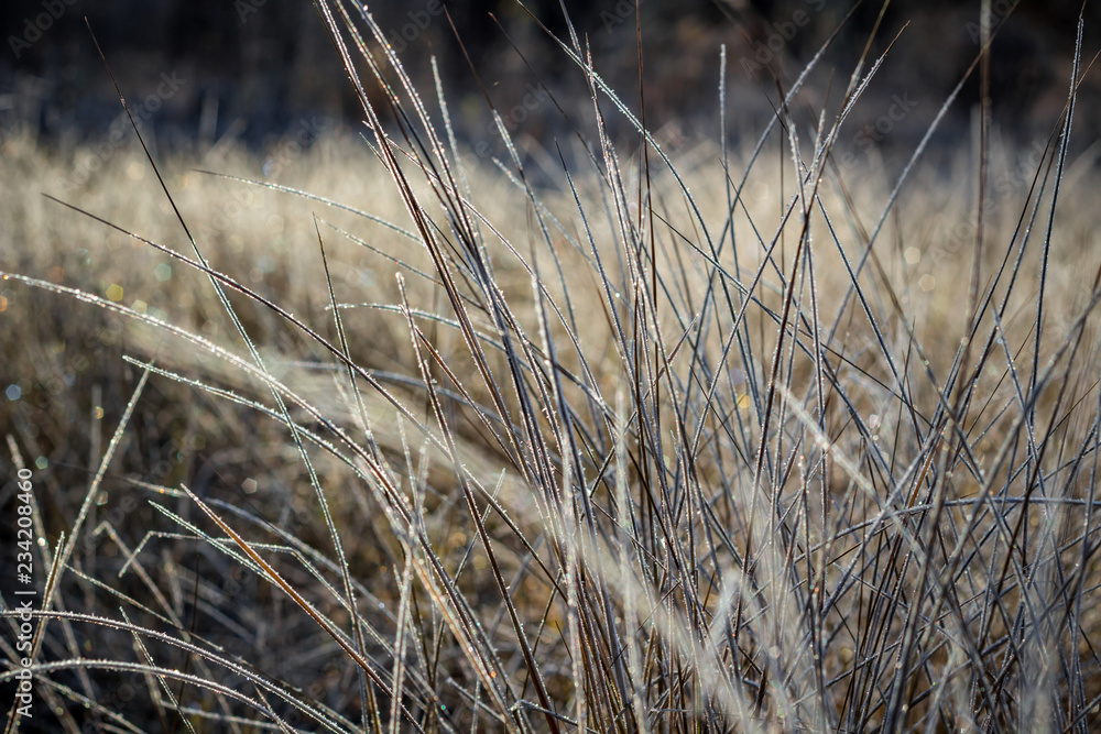 Obraz premium Dry grass covered with frost on a frosty morning, cold snap