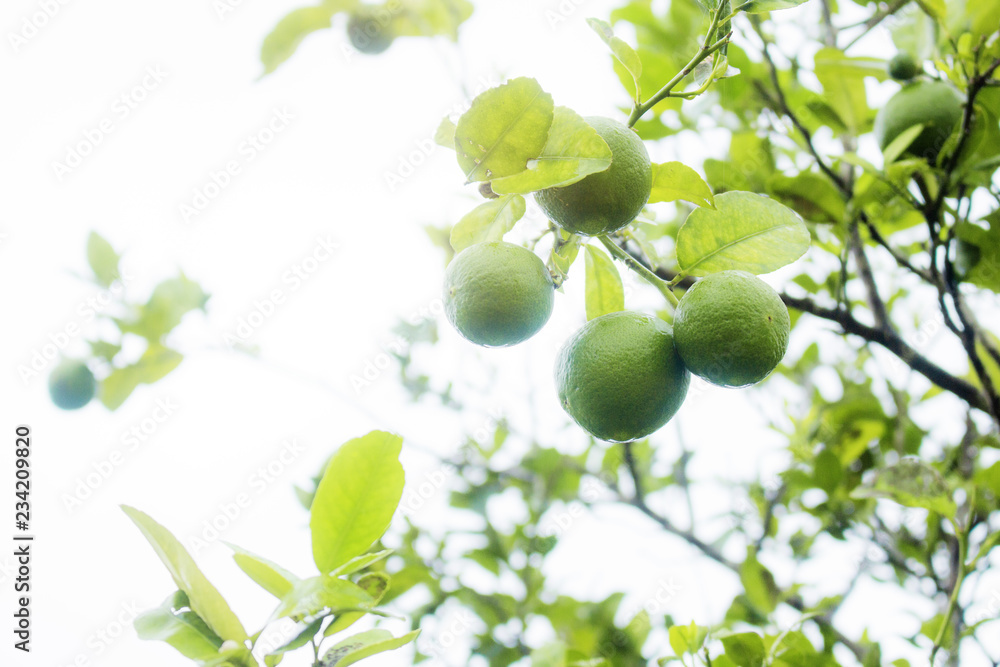 Lemon on tree at sky. Lemon on tree at sky.