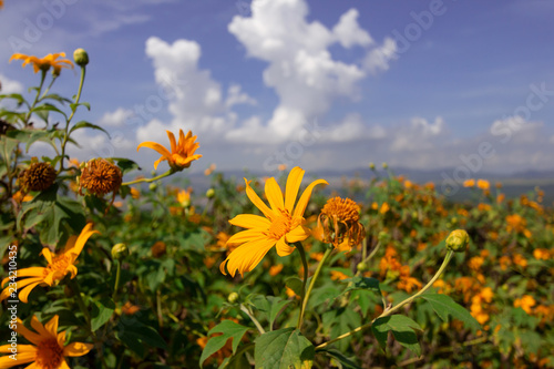 Fototapeta Naklejka Na Ścianę i Meble -  Beautiful Mexican sunflower are blooming with Sky Blue

