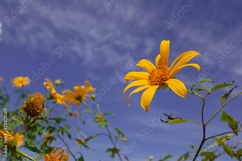 Fototapeta Naklejka Na Ścianę i Meble -  Beautiful Mexican sunflower are blooming with Sky Blue
